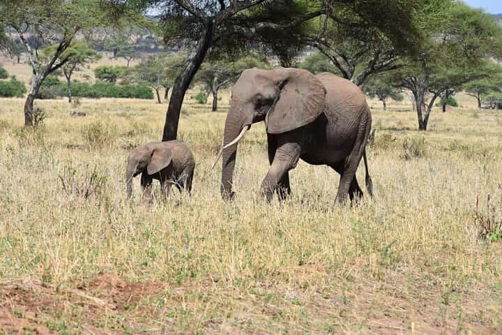 2 Days Tanzania Safari - Explore Tarangire & Ngorongoro Crater
