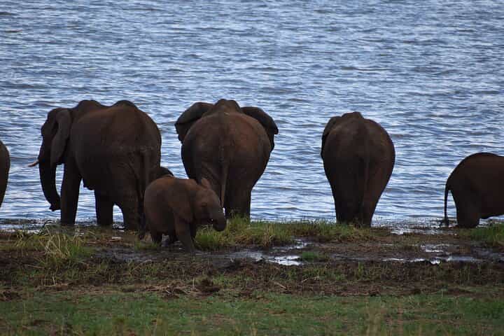 2 Days Tanzania Safari - Explore Tarangire & Ngorongoro Crater