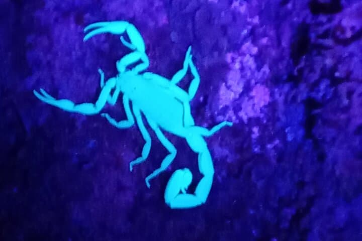 סיור לילה במונטוורדה: צפרדעים זכוכית, לאטרליס, עצלנים וג'ונגל