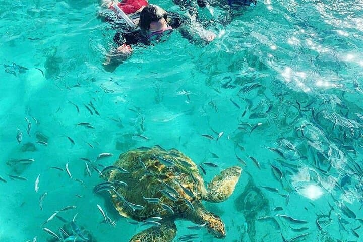 Full Day Tour: Snorkel with Giant Turtles & Explore the North