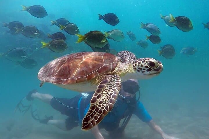 Beginner Scuba Diving with Turtles + Free Videos West Palm beach