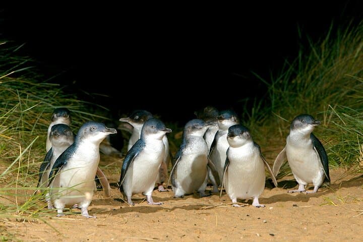 Phillip Island Penguin Parade & Wildlife Tour from Melbourne