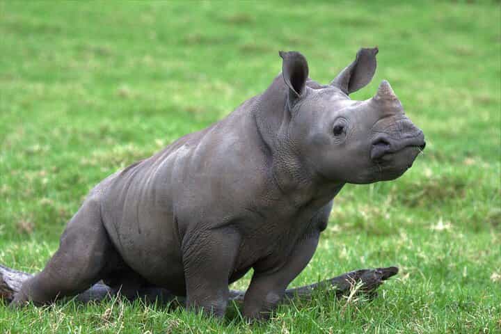 סיור מונחה בח wilderness סיבויה כולל הכל למשך 15 ימים