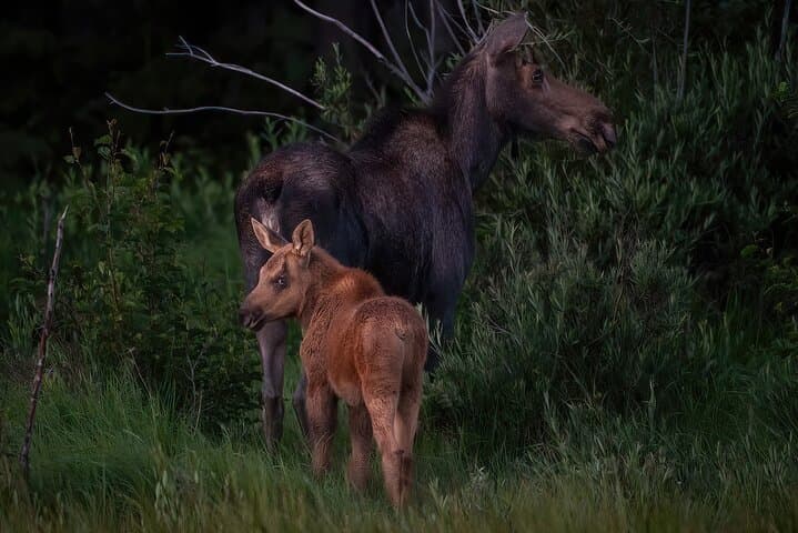 סיור פרטי בנהיגה בטבע בפארק הלאומי הרי הרוקי