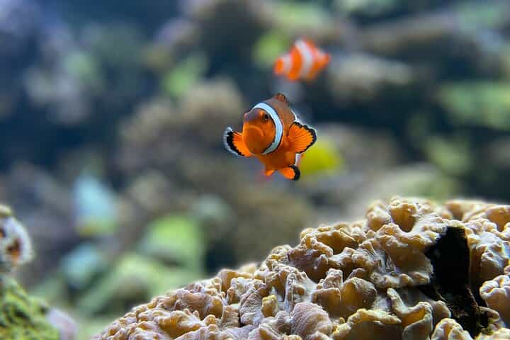 מאפושי: חווית שנורקלינג וקפיצים במשך יום שלם