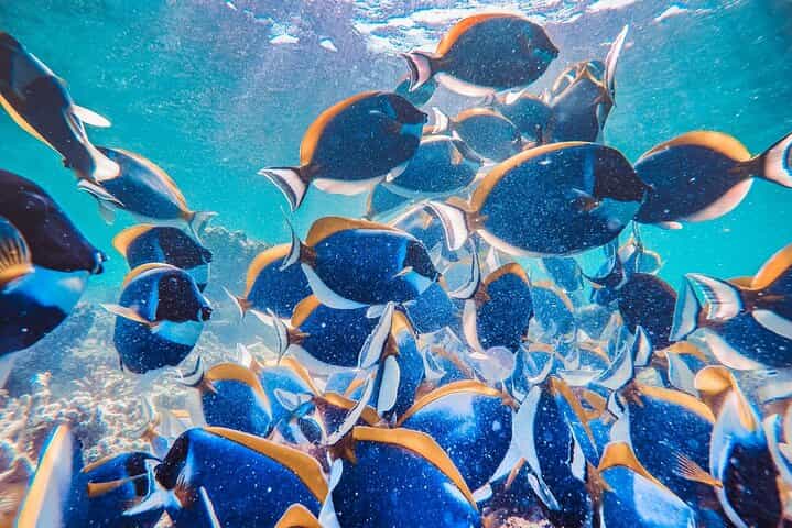 מאפושי: חווית שנורקלינג וקפיצים במשך יום שלם