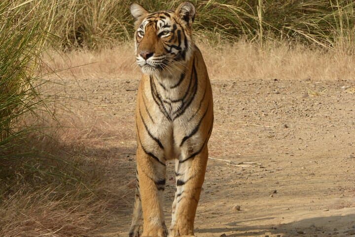 Ranthambore Jeep Safari
