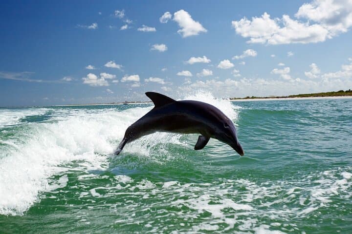 Side Dolphin Island Boat Trip With Lunch And Soft Drinks