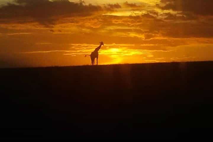 3 Days Safari Taita Hills-Saltlick lodge + Amboseli park