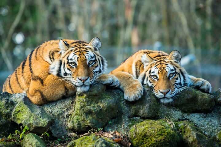 6 Day Golden Triangle Tour with Ranthambore Tiger Safari