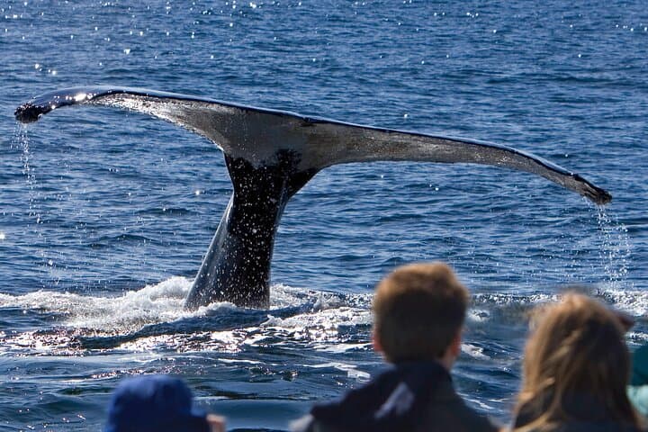 המשולב האולטימטיבי של צפייה בלוויתנים וטרייסי'ס קראב שאק