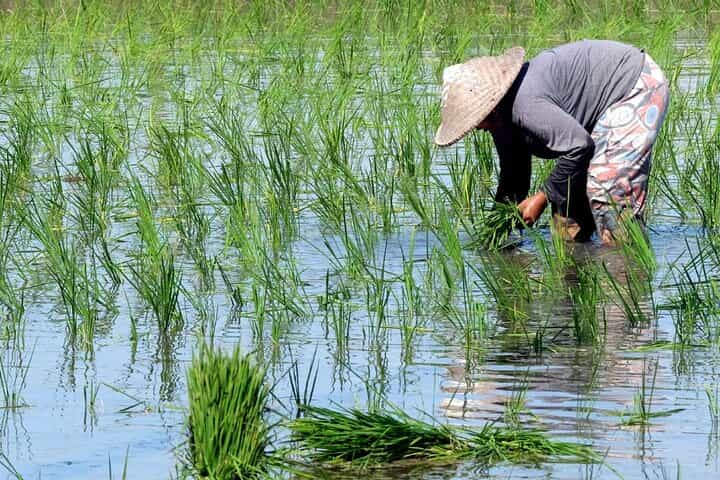 תרגולים בטיול חקלאי וסיור הרפתקאות בדנאו בוהול