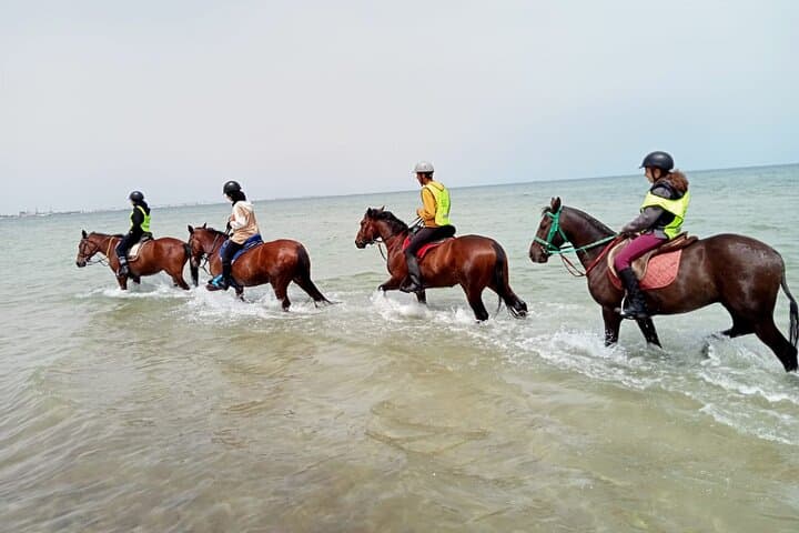 רכיבת סוסים עם הסעה פרטית