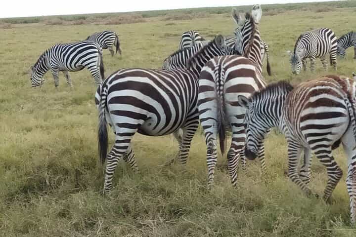 3 Days Safari Taita Hills-Saltlick lodge + Amboseli park