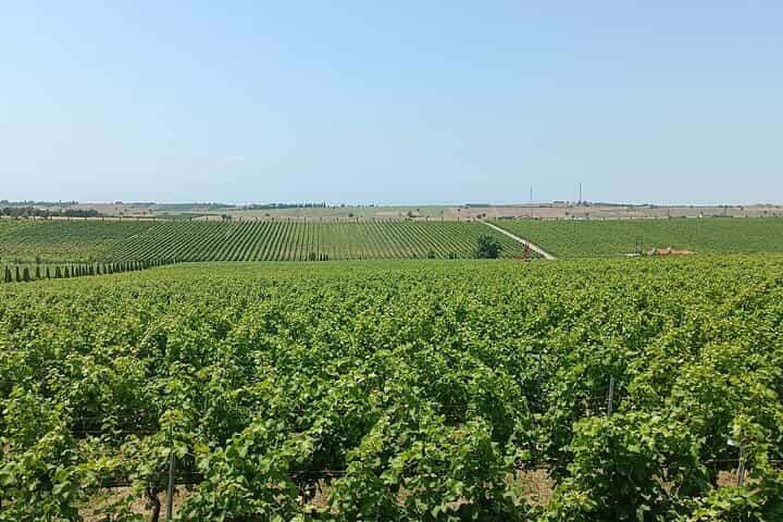 Ktima Gerovassiliou Wine Tour & Museum – Thessaloniki”