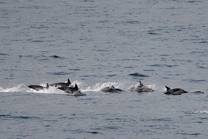 Fort William Seal Island Cruise
