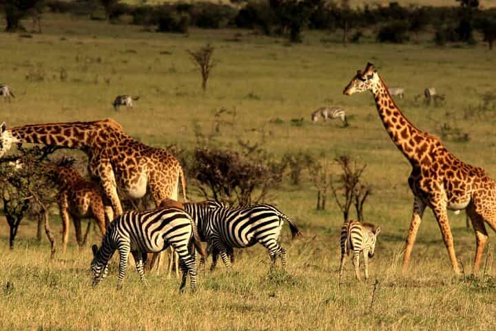 4 Days Shared Guided Maasai Mara and Lake Nakuru Safari Tour