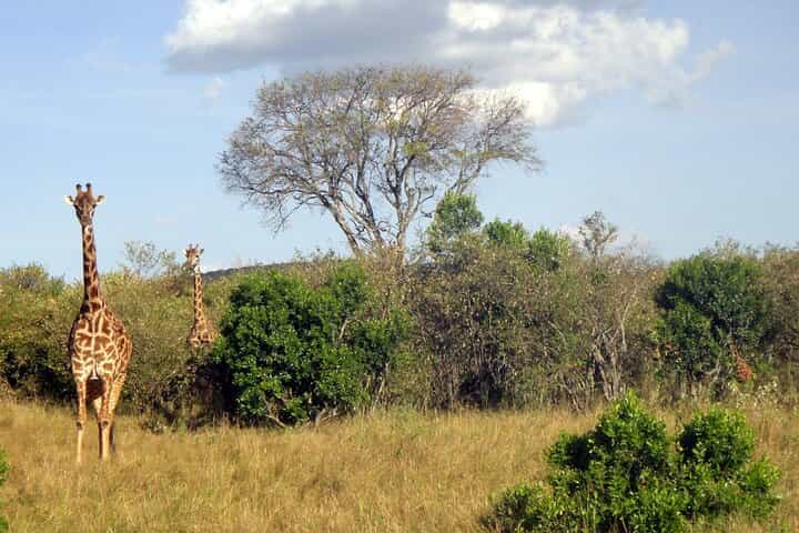 4 Days Shared Guided Maasai Mara and Lake Nakuru Safari Tour