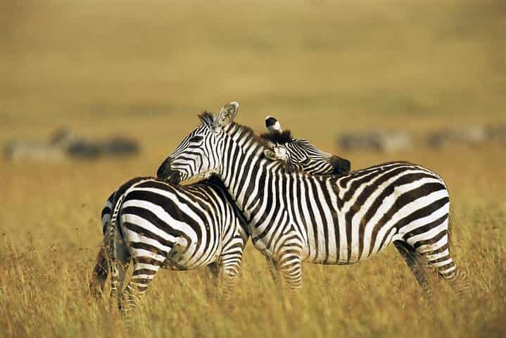 4 Days Shared Guided Maasai Mara and Lake Nakuru Safari Tour