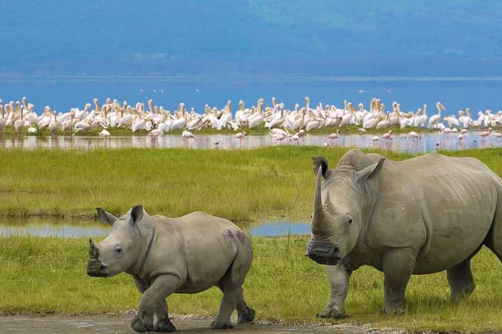 4 Days Shared Guided Maasai Mara and Lake Nakuru Safari Tour