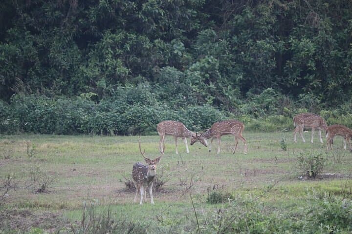 One Day Safari inside Chitwan National Park