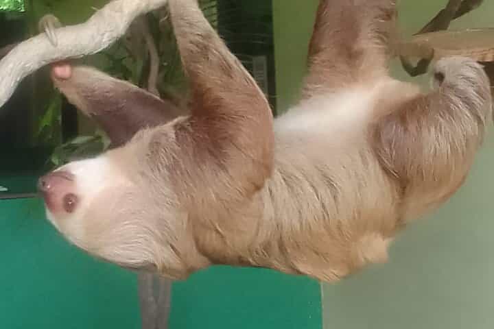 Miraflores Locks+ Sloth Sanctuary + Canopy in Gamboa Rain Forest