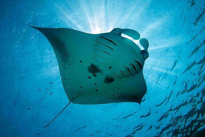 Snorkeling Trips with Manta Ray from Nusa Lembongan