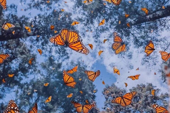 סיור של 3 ימים לגלות את הקסם של מקסיקו ופלאי הפרפרים המונרכים