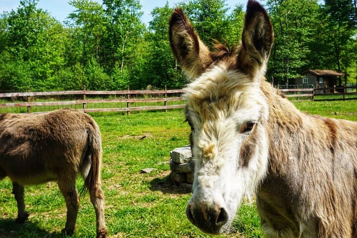 Connect with Rescue Animals on a Private Farm Tour in Catskills