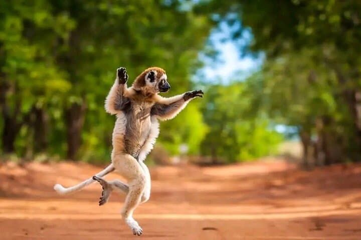 טיול של 8 ימים בכביש RN7 למנגלי הדרומית איפאטי