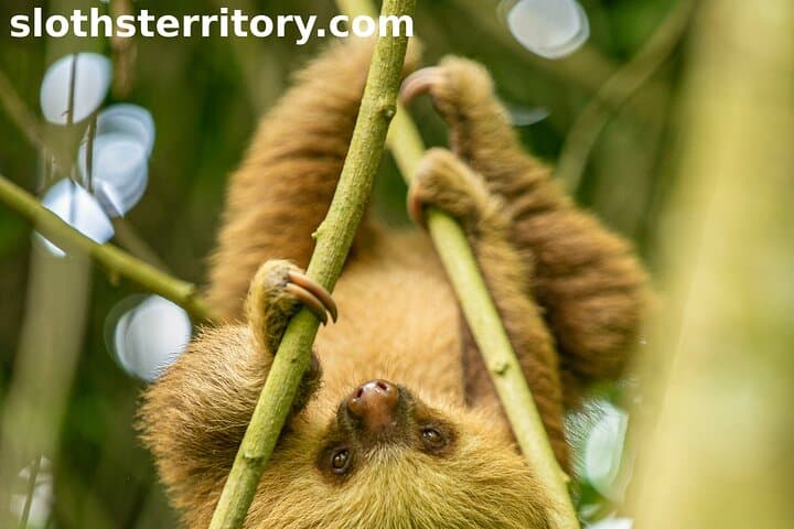 סיור צפייה בעצלנים דרך תחום העצלנים