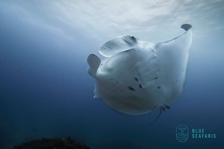 צלילה עם שנורקל בביירון ביי