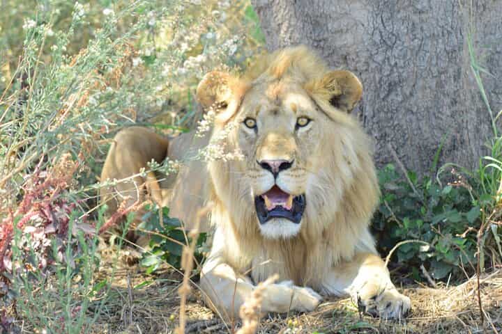 Best 5 Days Tanzania Private Luxury Safari with luxury Lodges