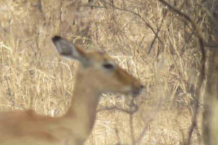 Best 5 Days Tanzania Private Luxury Safari with luxury Lodges