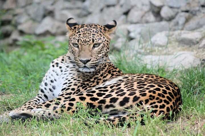 Best 5 Days Tanzania Private Luxury Safari with luxury Lodges