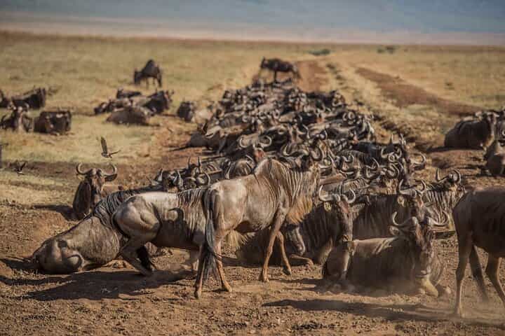 ספארי נדידה של 10 ימים של חציית נהר הוילדים בסרנגטי