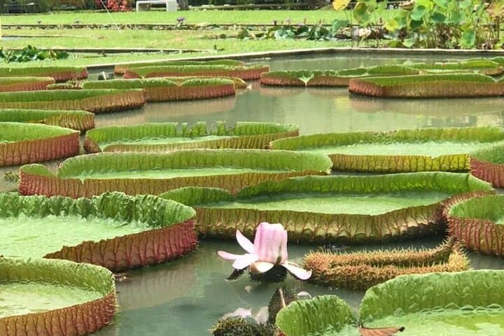 טיול פרטי גמיש ליום מלא באי פנאנג עם איסוף