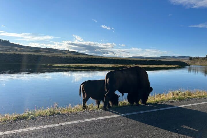 Guided Yellowstone Tour from Big Sky and West Yellowstone