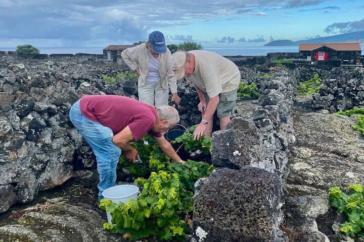 Award-Winning Curated Pico Wine Tasting, Food & Cultural Tour