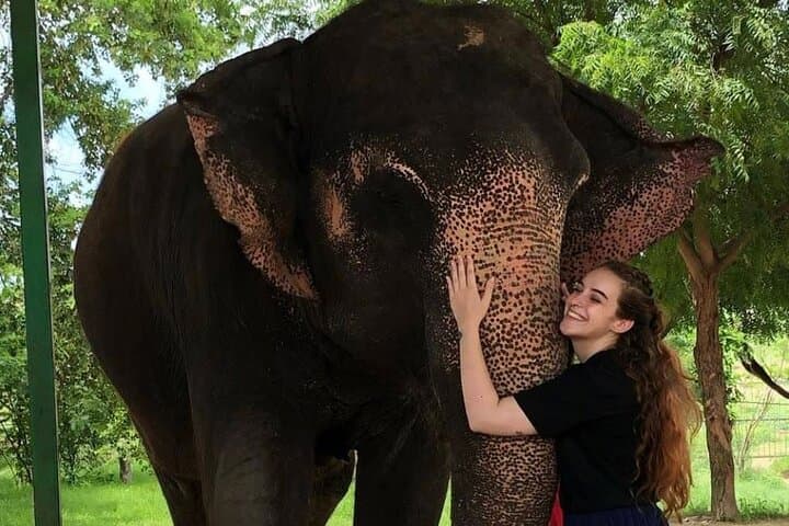 מקלט פרטי לפילים