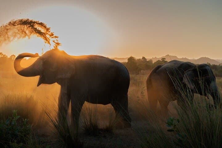 מקלט פרטי לפילים