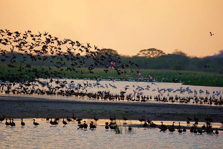 ספארי סירה פאלאו ורדה
