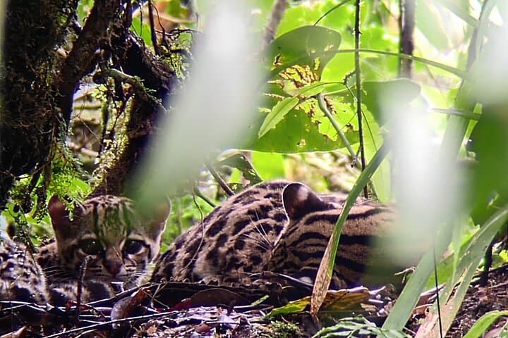 Monteverde Cloud Forest Guided Nature Walk with Expert Naturalist