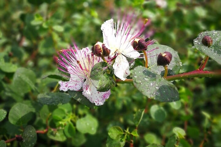 סיור פרטי ומודרך בסלינה: גילוי האי הירוק