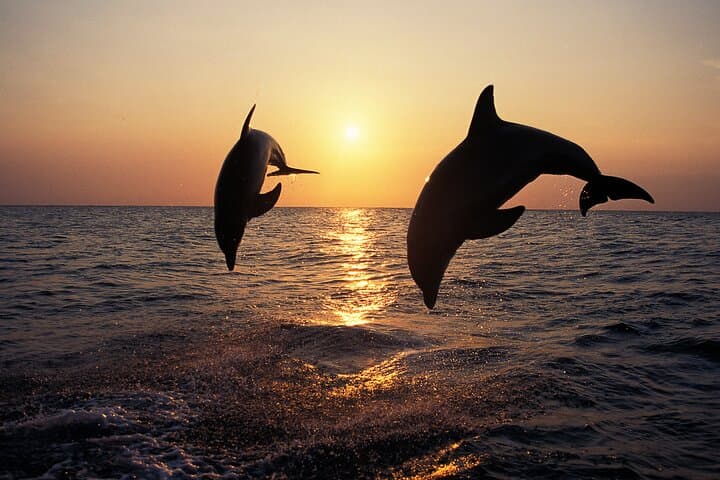 Dolphin Watching Tour – 85% Chance – Drinks & Dinner Included