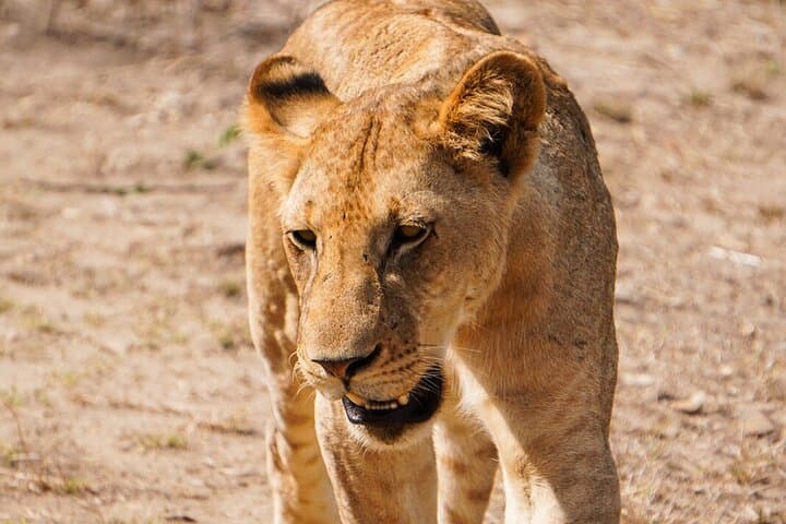 מ-Zanzibar: טיול יומי בספארי מיקומי עם טיסות ואוכל