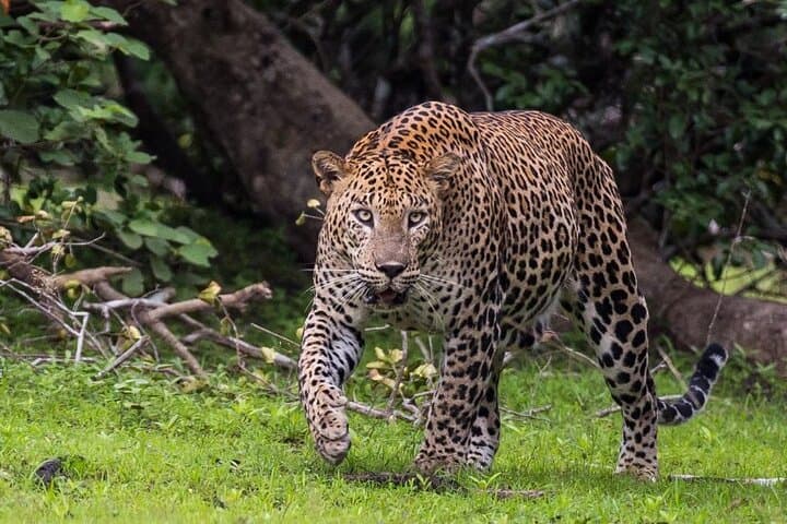 ניסיון בעיבוד גבינה מטיססמאהרמה