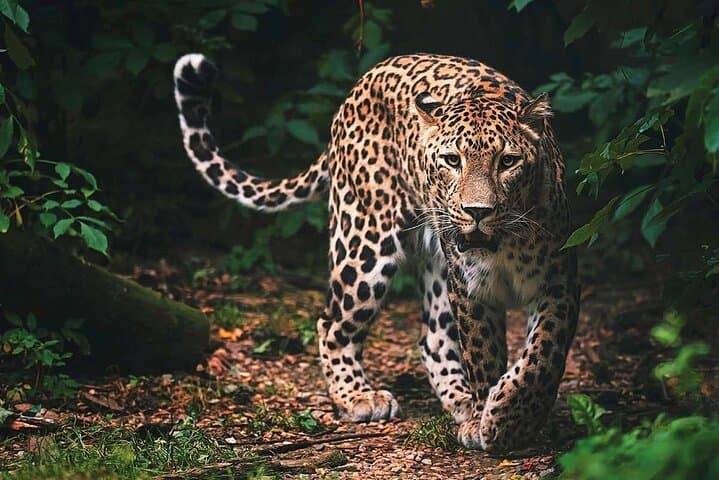 ספארי בפארק הלאומי וילפאטו | ג'יפ עם כרטיסים