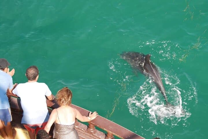 טיול סירה פיראטי באי דג'רבה פלמינגו - טיול, ארוחת צהריים ואיסוף