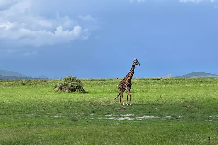 סיור חיות הבר באקגירה ליום אחד